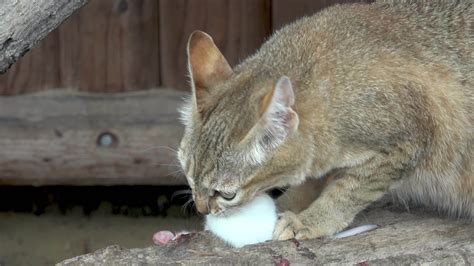 Cat Eating Mouse