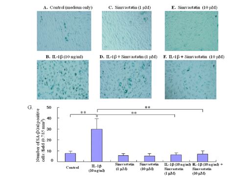 Effect Of Statn On Chondrocyte Aging In Vitro Chondrocyte Senescence