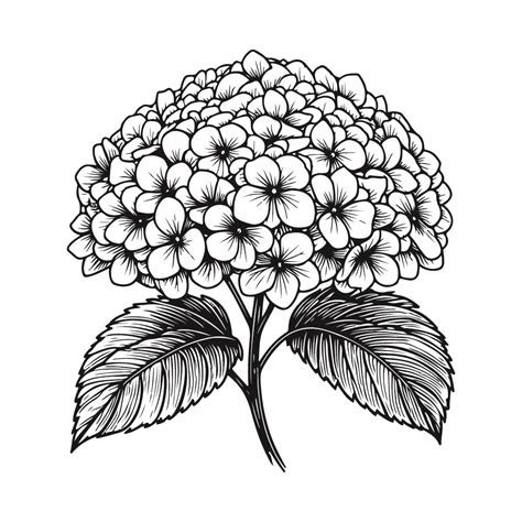 Free Hydrangea Flower Svg Black And White Svg Vector File For Laser