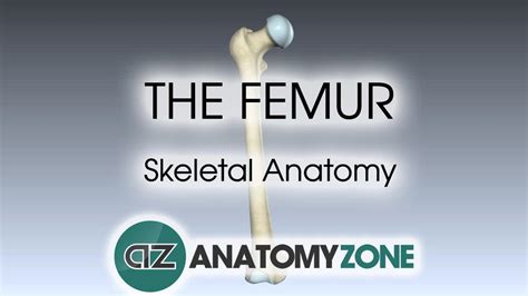 Femur • Musculoskeletal, Skeletal • AnatomyZone