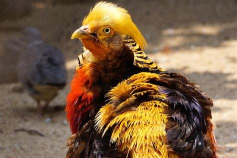 Premium Photo Close Up Of Male Golden Pheasant Preening Its Feather