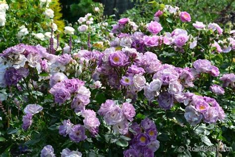 Роза Блюз Фото И Описание – Telegraph