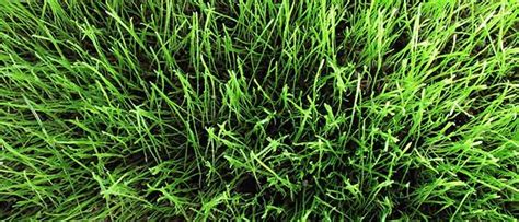 Gulf Annual Ryegrass