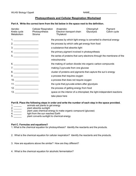 Photosynthesis And Cellular Respiration Review Worksheet Answer Key