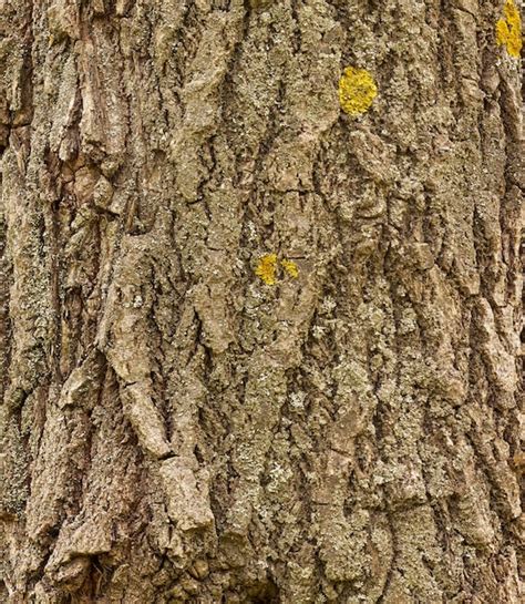 Premium Photo Tree Bark Texture