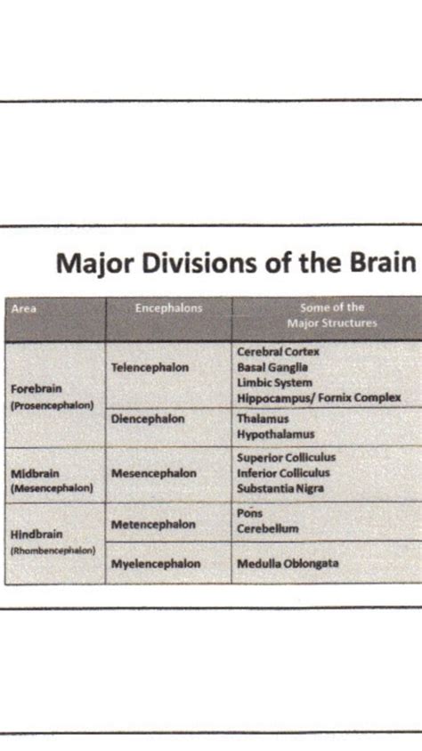 Major Divisions of the Brain