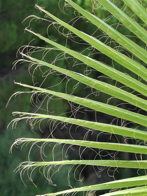 Palm Fronds Photos, Download The BEST Free Palm Fronds Stock Photos ...