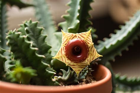 C Mo Cultivar Y Cuidar La Huernia Zebrina Salvavidas Besthome