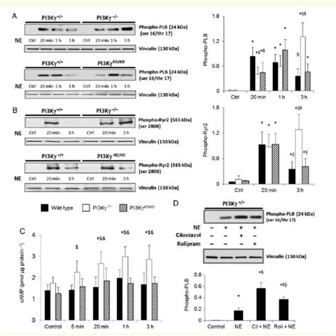 Cardiomyocytes Isolated From Pi Kg Mice Display Enhanced And