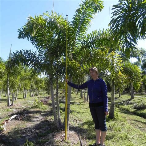 Foxtail Palm Wodyetia Bifurcata Palmco Wholesale Palms Florida