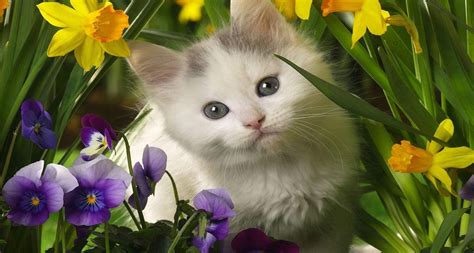 Kittens And Flowers Wallpaper 64 Images