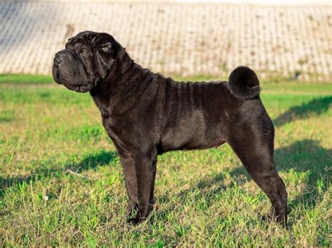 Sharpei Perro De Raza Pura Color Negro De Pie Foto Premium