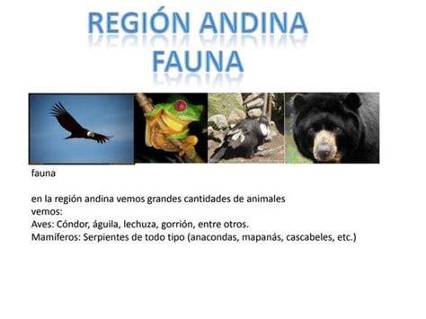 Flora Y Fauna Region Andina