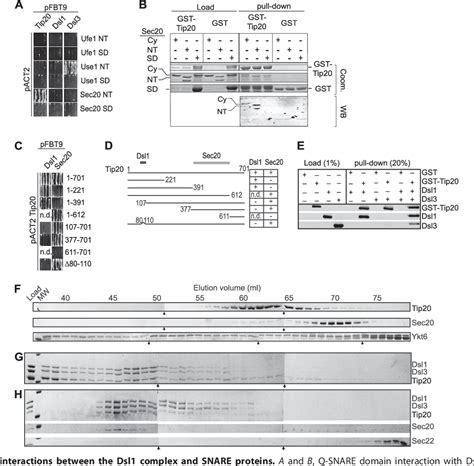 Figure From The Dsl Protein Tethering Complex Is A Resident