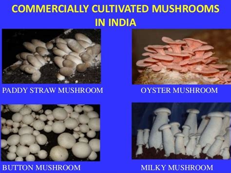 Mushroom cultivation