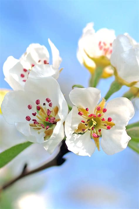 Pyrus Calleryana Chanticleer Lei Sierpeer BomenExpress