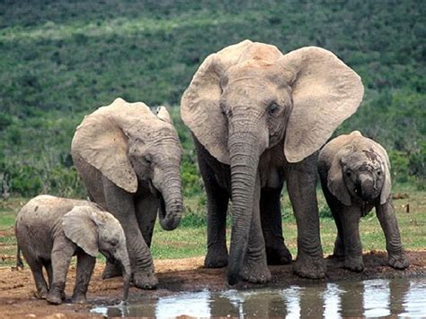 Elefante Africano Da Savana - Elefante da Savana Curiosidades e Fatos Interessantes | Mundo Ecologia