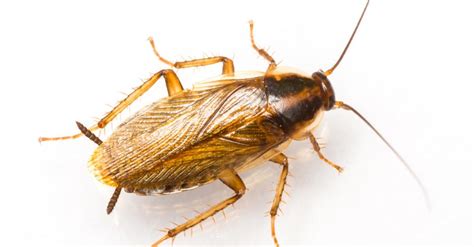 German Cockroach - A-Z Animals