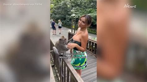 Bali Monkey Tries To Expose Breasts Of Former Miss Peru Paula Manzanal