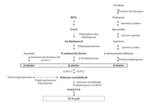 endogenous synthesis pathways of β-alanine. Enzymes are written in... | Download Scientific Diagram