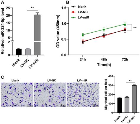 Mir 324 5p Promotes Adsc Proliferation And Migration Note Adscs Were Download Scientific