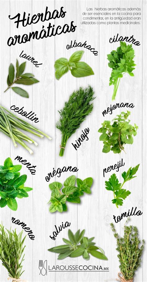 8 Hierbas Aromáticas Con Propiedades Medicinales