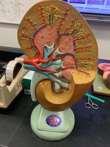 Urinary System Models Flashcards Quizlet