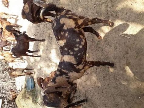 15Month Black Goat Farming sirohi Top quality, Meat, Weight: 60 at Rs ...