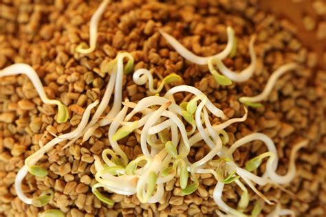 Fenugreek Seeds Sprouts Simply Sentient