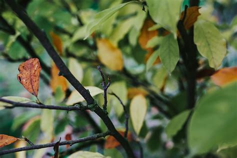 Hojas Arboles Primeros Planos De Cerca Verde Rama Naturaleza