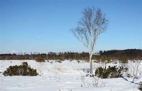 Fotos gratis paisaje árbol naturaleza desierto nieve frío