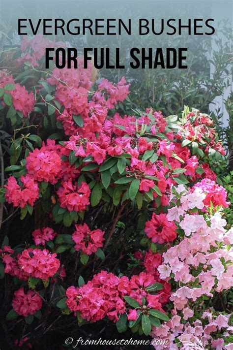 If You Want Your Yard To Look Good All Year Round These Evergreen Shrubs For Shade Are The Best