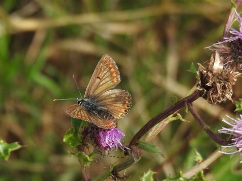 Vroege Vogels Foto Geleedpotigen Bruinblauwtje