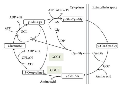 Glutamyl Cycle Ggct Gamma Glutamylcyclotransferase Ggt