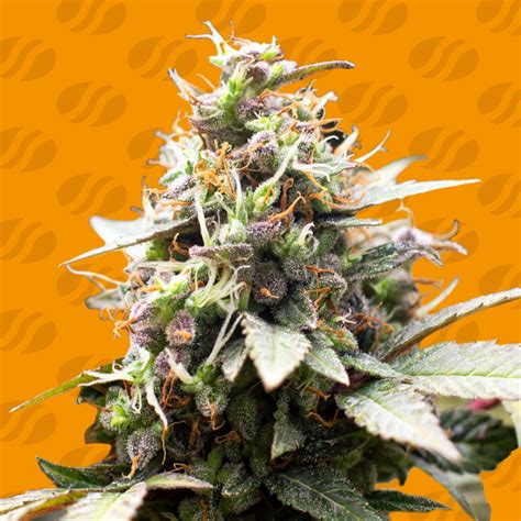 White Raspberry Truffle Weed Strain Original Sensible Seeds