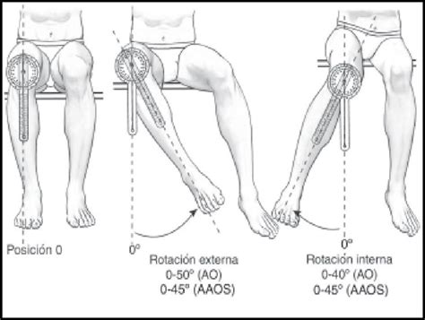 Goniometria De La Art Coxofemoral Anatomia Y Fisiologia Humana