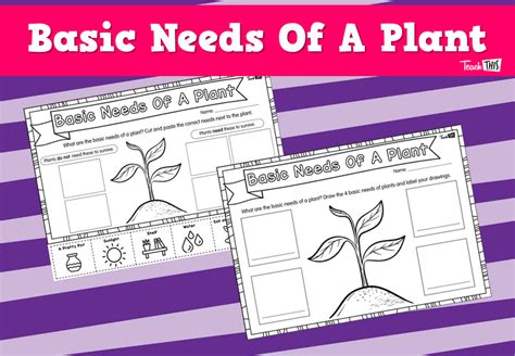 Basic Needs Of A Plant Teacher Resources And Classroom Games Teach This