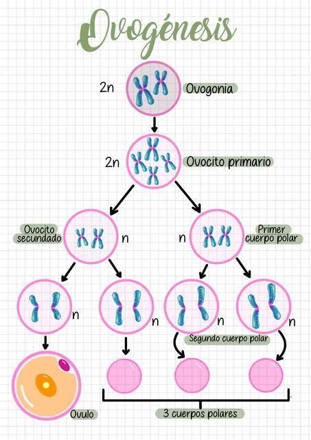 Ovogénesis y Espermatogénesis Ivana Denisse Justiniano uDocz