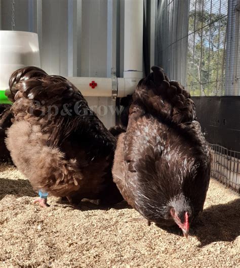 Chocolate Bantam Orpington Fertile Egg Each Pip Grow