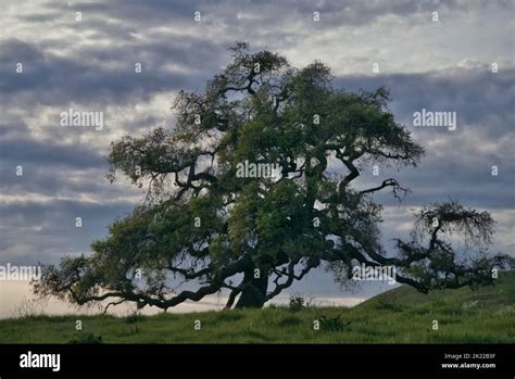 A California Live Oak Tree Stands On A Green Grass Hill With Cloudy Sky