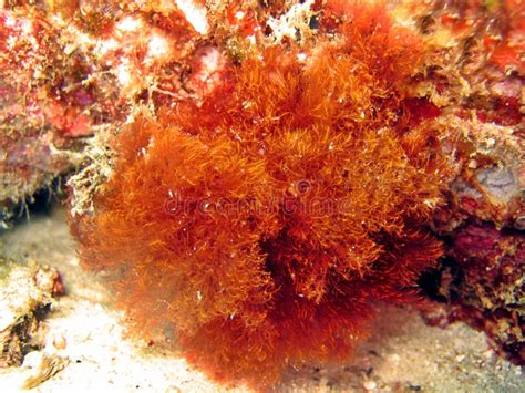 Red Algae Stock Photo Image Of Detail Macro Marine 1200628