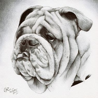 23+ dog face pencil drawing - TammieSandi