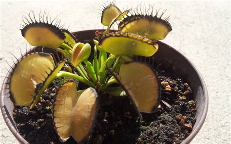 Venus Fly Trap Care A Complete Guide To Keep It Survive Green Arbor