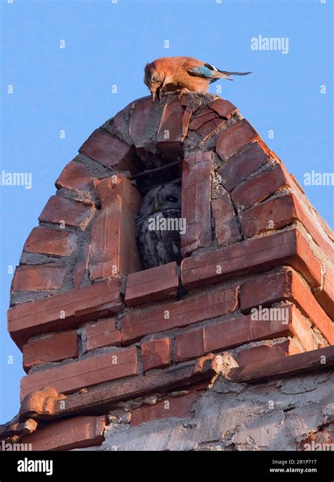 Tawny Owl Strix Aluco Adult Roosting In Chimney Alcove Mobbed By