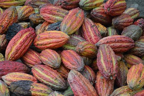 Precios De Futuros Del Cacao Baten R Cord Y Alcanzan Usd Por