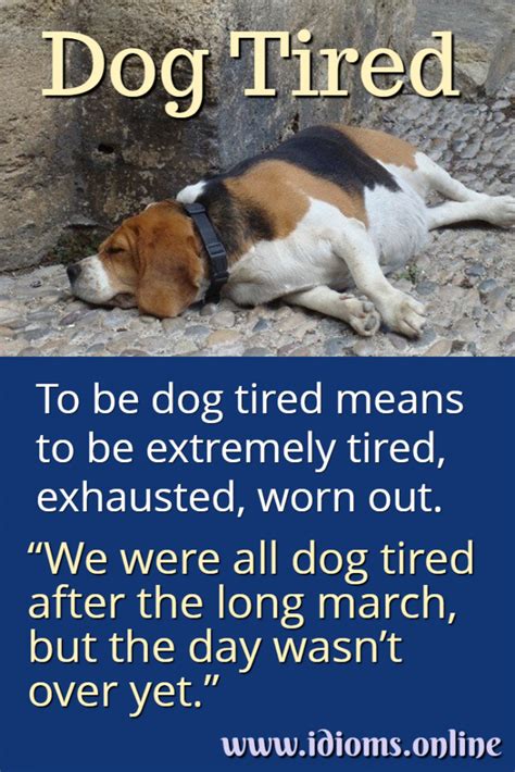 Dog Tired | Idioms Online