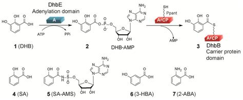 The Reaction Catalyzed By The Adenylation Domain Of Nrps Enzyme Dhbe Download Scientific