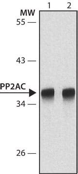 Anti Pp A C Subunit Antibody Mouse Monoclonal Clone A Purified