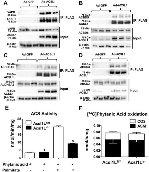 Long Chain Acyl Coa Synthetase 1 Interacts With Key Proteins That