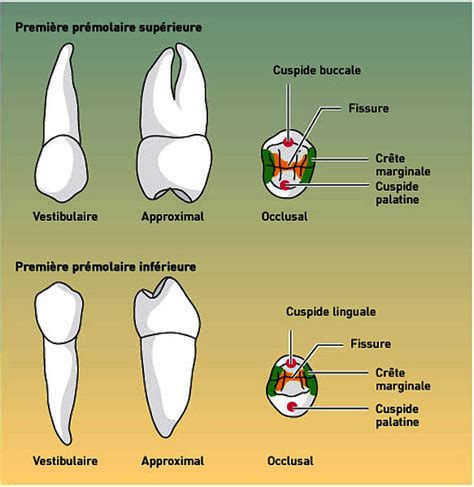 Molaire Sup Rieure Et Inf Rieure